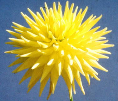 Dahlia ' BILLY '  (Min.C.)  Haugh  USA  1961  (Tom McLelland)